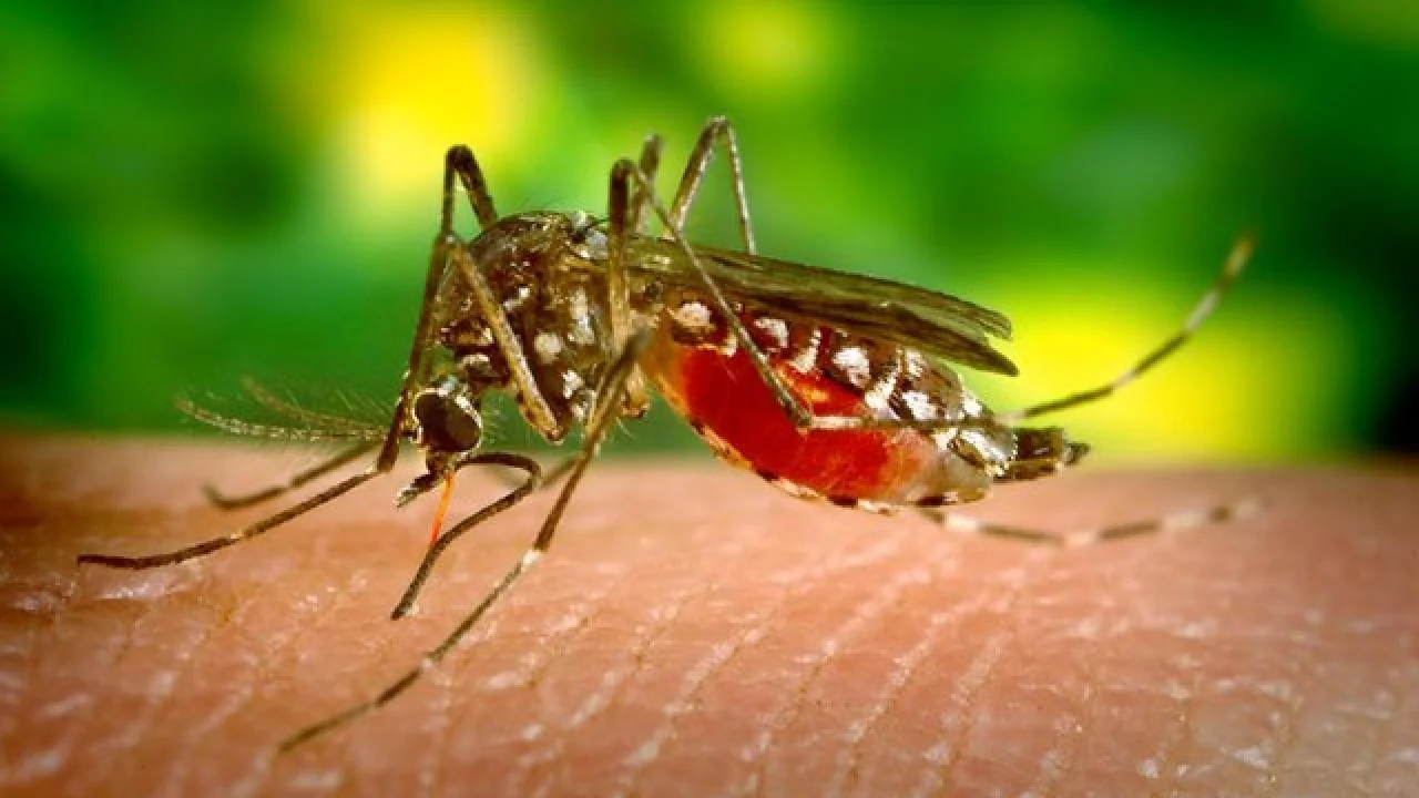 A Guide to Recognizing Dengue Fever